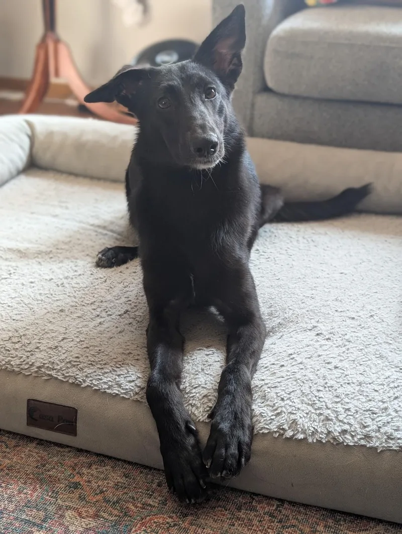 A young medium-sized female Shepherd dog named Sabrina for adoption in Crystal Lake, IL