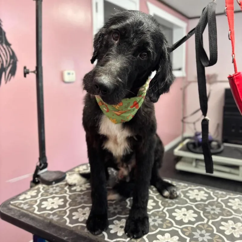 An adult medium-sized male Standard Poodle dog named Farkle for adoption in Metamora, MI