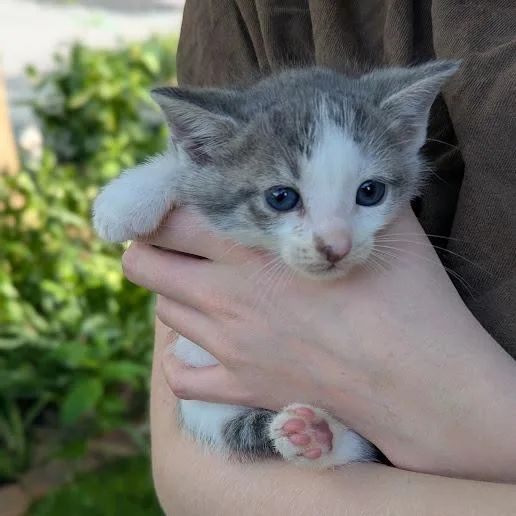A baby small-sized male Brown / Chocolate Domestic Short Hair cat named Huckleberry for adoption in Johnstown, PA