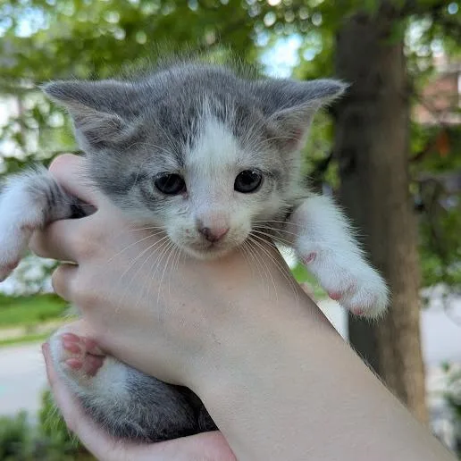 Huckleberry thumbnail 3