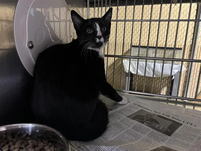A baby medium-sized male Domestic Short Hair cat named Barrel for adoption in Baldwin Park, CA