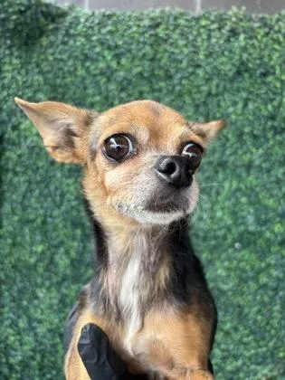 An adult small-sized female Chihuahua dog named 61771690 for adoption in El Paso, TX