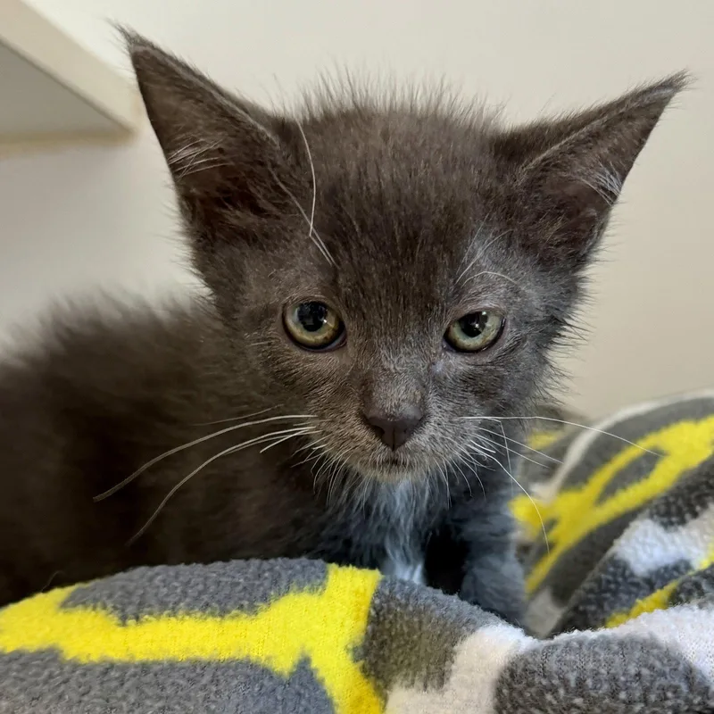 A baby small-sized male Domestic Short Hair cat named Icecube for adoption in Oakland, CA
