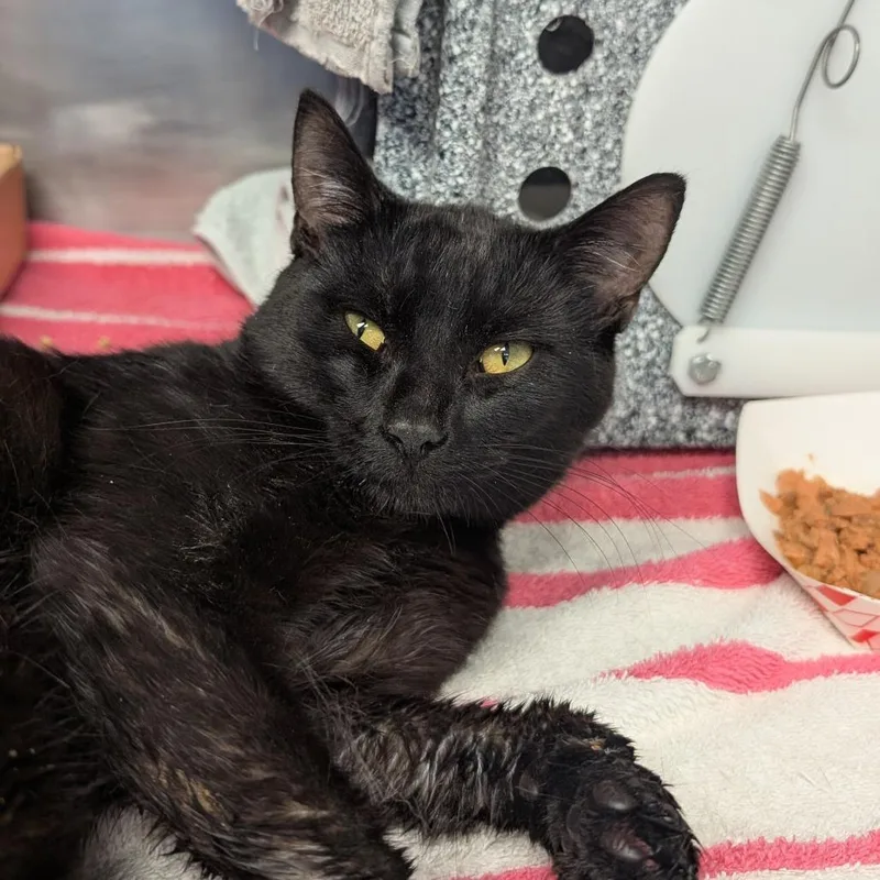An adult medium-sized male Black Domestic Short Hair cat named Scranton for adoption in Birdsboro, PA