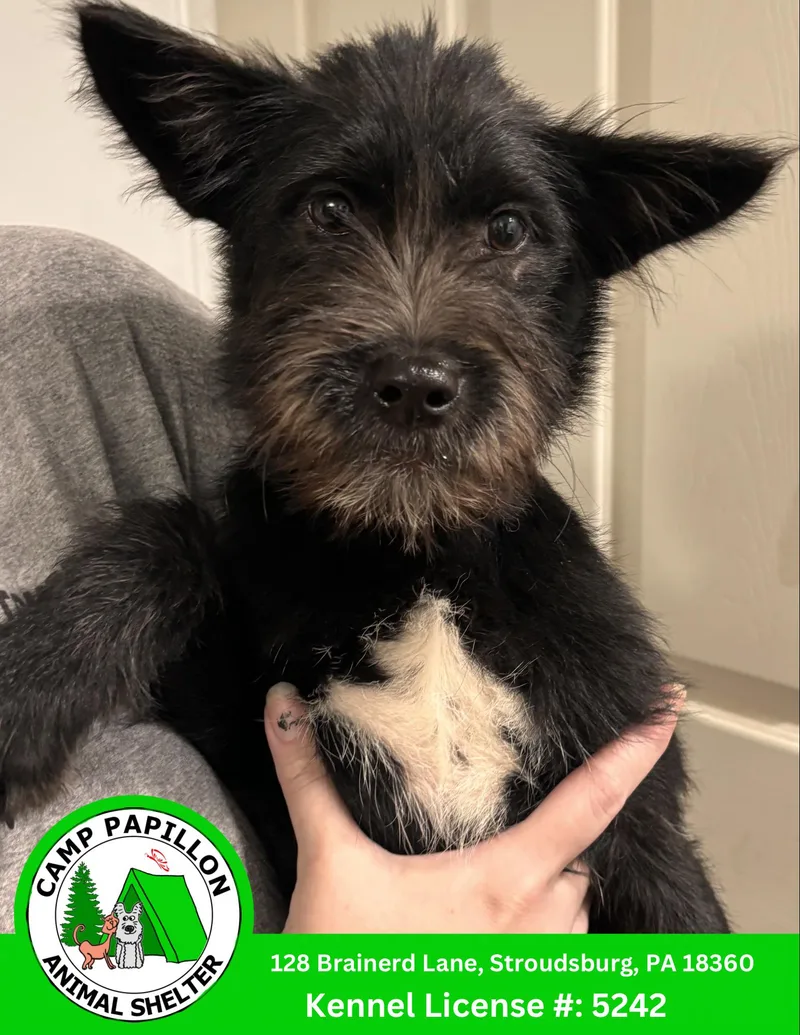 A young medium-sized male Mixed Breed dog named Michelangelo for adoption in Stroudsburg, PA