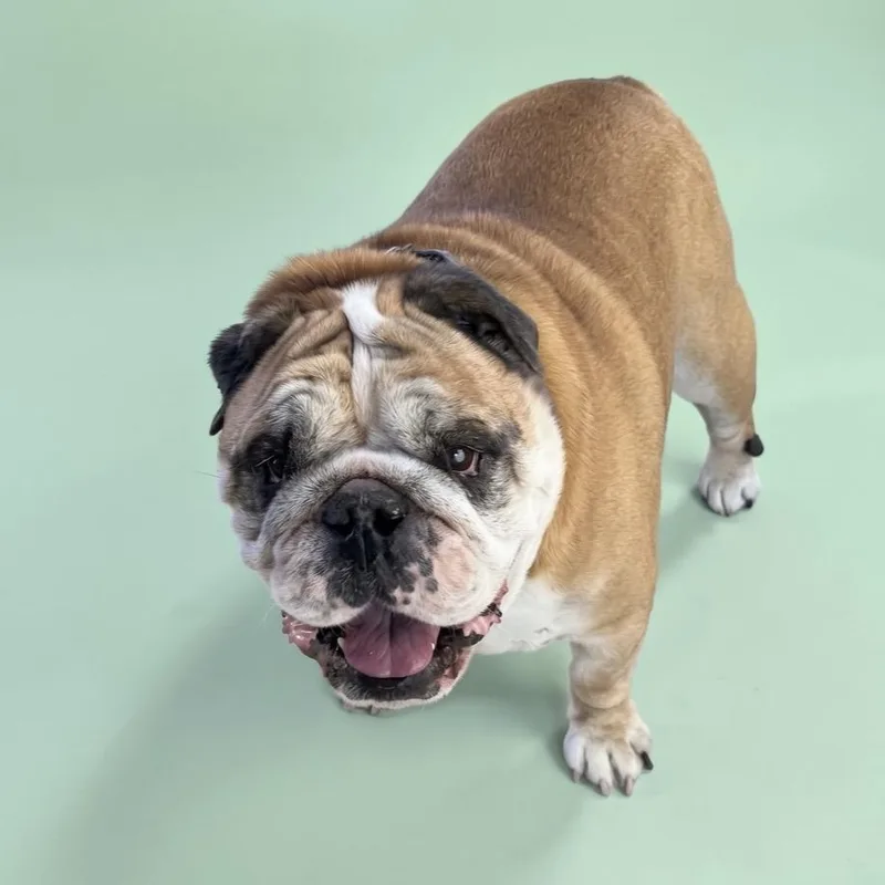 An adult medium-sized male White / Cream English Bulldog dog named Ranger Danger for adoption in Fort Collins, CO