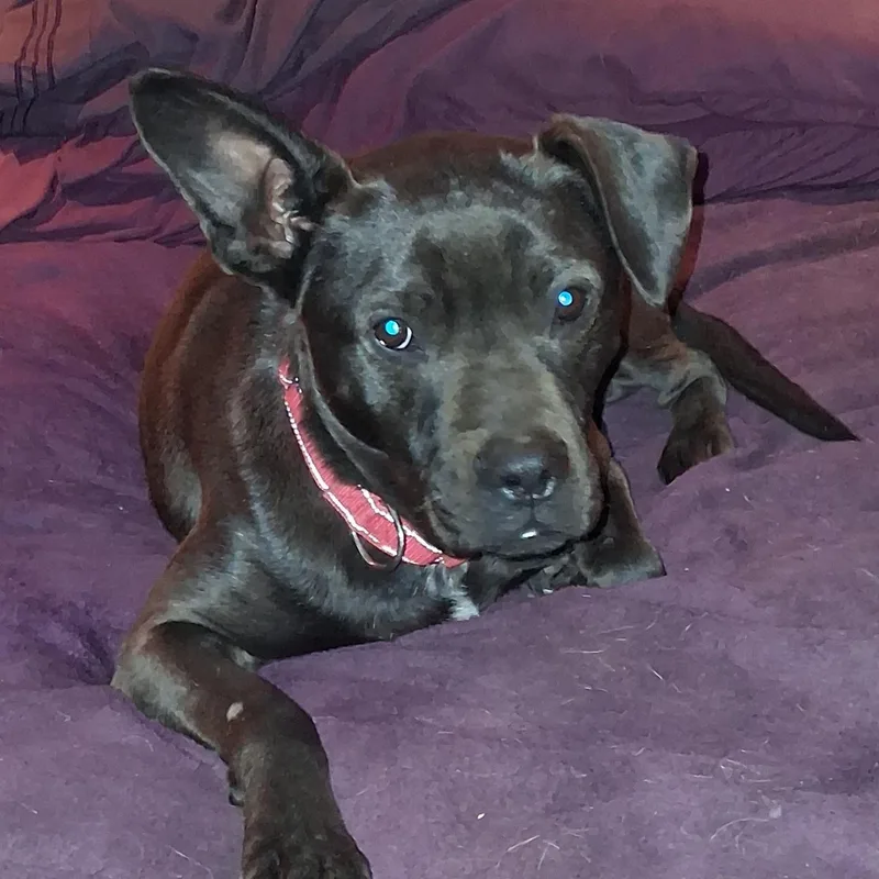 An adult medium-sized male Black Labrador Retriever dog named Bernard for adoption in North Jackson, OH