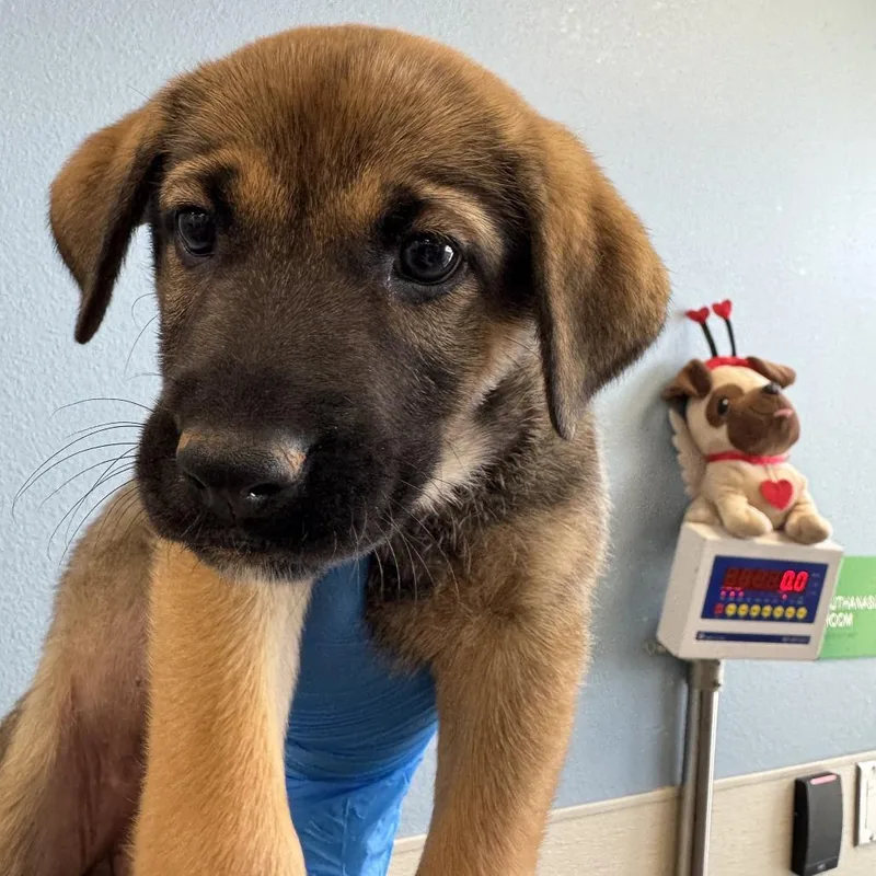 A baby small-sized female Mixed Breed dog named Taylor for adoption in Las Cruces, NM