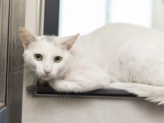 A young large-sized male Domestic Short Hair cat named Oreo for adoption in Phoenix, AZ