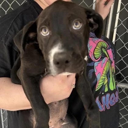 A baby large-sized male Mixed Breed dog named Fire for adoption in Munster, IN
