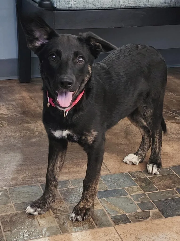 A baby medium-sized female Australian Cattle Dog / Blue Heeler dog named Treble for adoption in Cottonwood, AZ