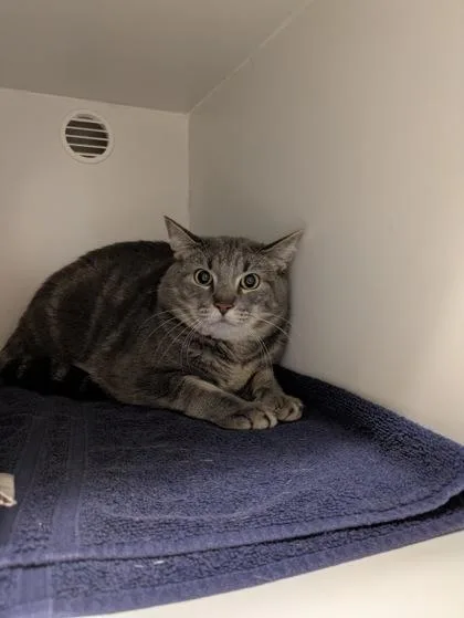 A baby small-sized male Domestic Short Hair cat named Kai for adoption in Fairfax, VA