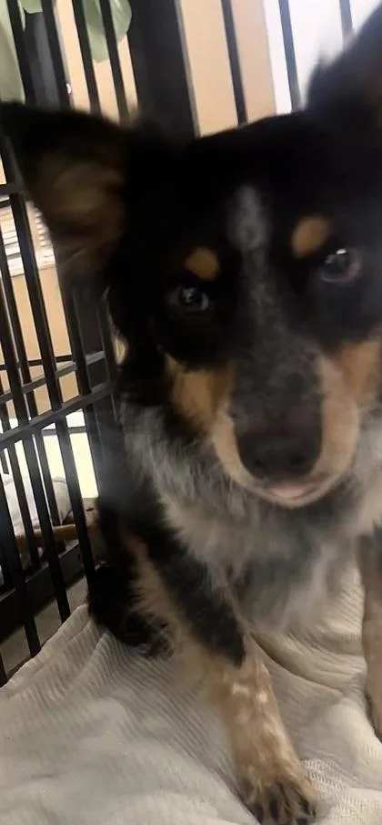 An adult medium-sized male Australian Cattle Dog / Blue Heeler dog named Bandit for adoption in Palm Coast, FL