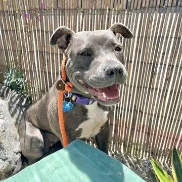 An adult medium-sized female Pit Bull Terrier dog named Kiwi for adoption in Burlingame, CA
