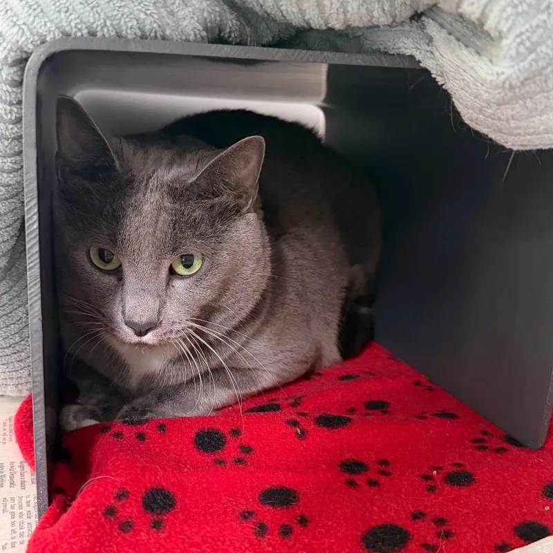 An adult extra large-sized male Domestic Short Hair cat named Cookie for adoption in Chicago, IL