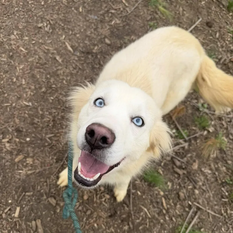 A young medium-sized female White / Cream Golden Retriever dog named Phoebe for adoption in Phoenixville, PA