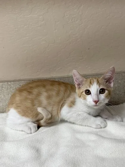 A young small-sized male Domestic Short Hair cat named Louis for adoption in Phoenix, AZ