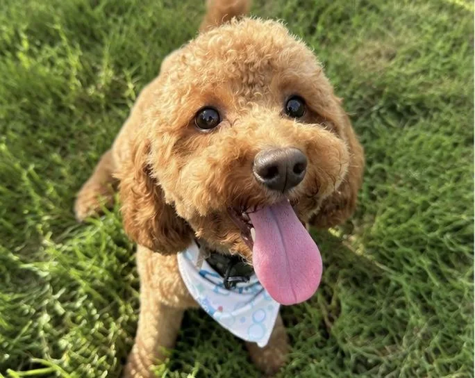 An adult small-sized male Miniature Poodle dog named Luca for adoption in Haddon Heights, NJ