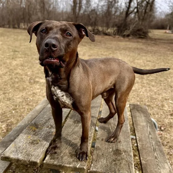 An adult medium-sized male Mixed Breed dog named Sloppy Joe for adoption in Midland, MI