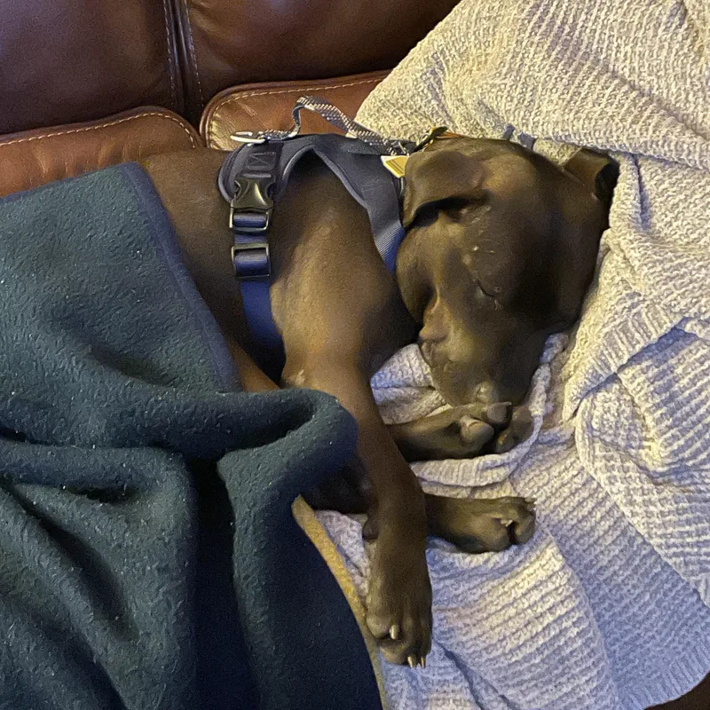 Sloppy Joe thumbnail 2