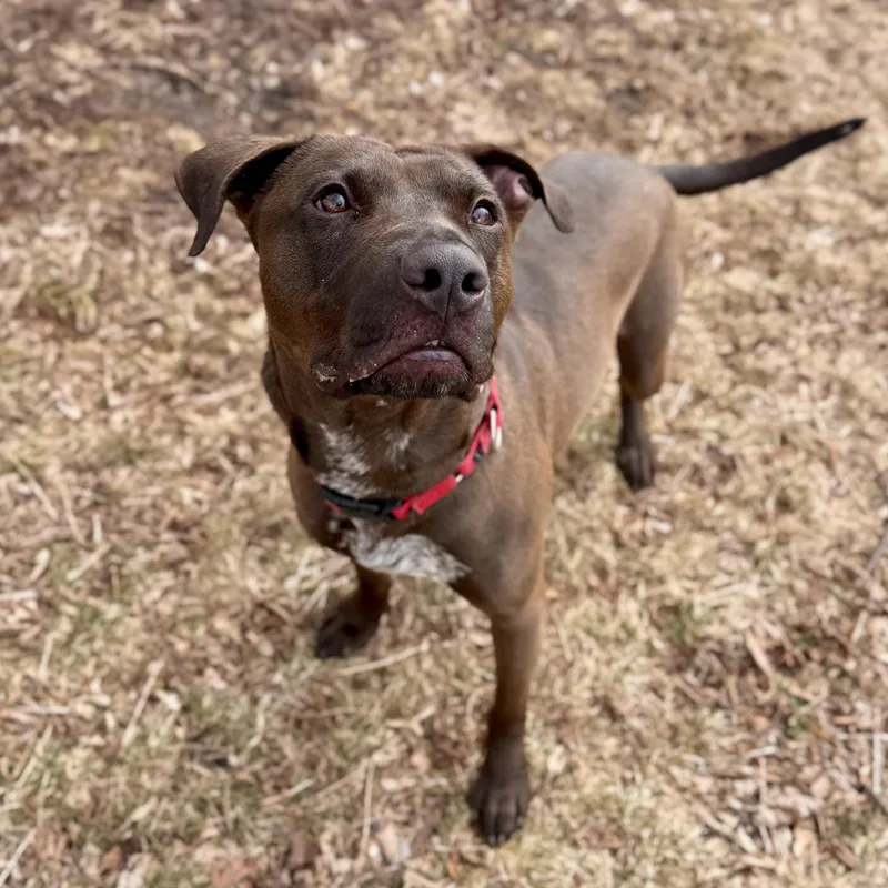 Sloppy Joe thumbnail 3