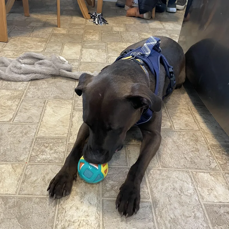 Sloppy Joe thumbnail 4