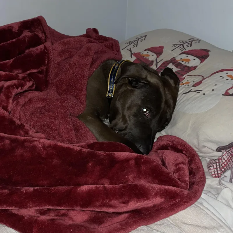 Sloppy Joe thumbnail 5