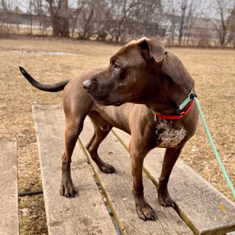 Sloppy Joe thumbnail 6