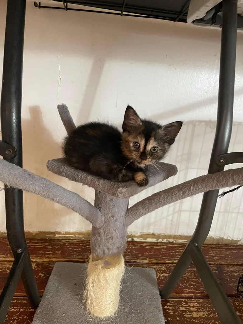 A baby small-sized female Domestic Short Hair cat named Qayla for adoption in Trenton, NJ
