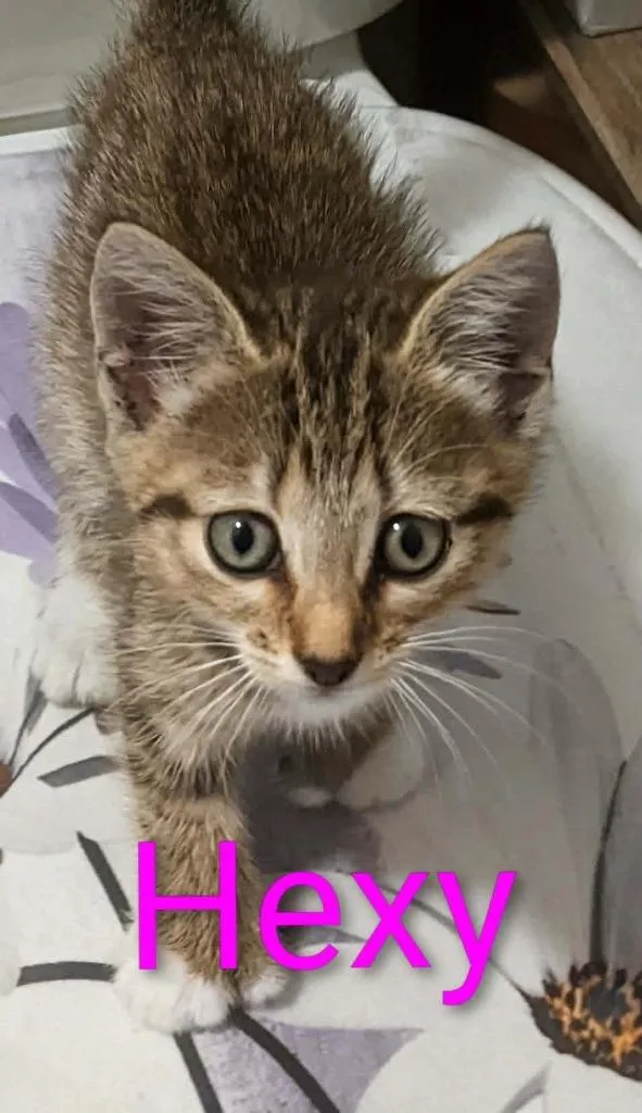 A baby small-sized female Domestic Short Hair cat named Hexy for adoption in Ada, OK
