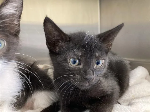 A baby small-sized female Domestic Short Hair cat named Natalie for adoption in Tustin, CA