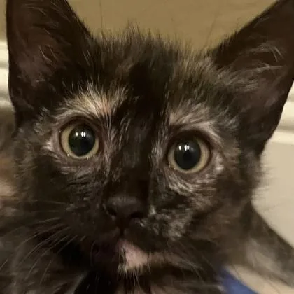 A baby medium-sized female Domestic Short Hair cat named Fawn for adoption in Pleasanton, CA