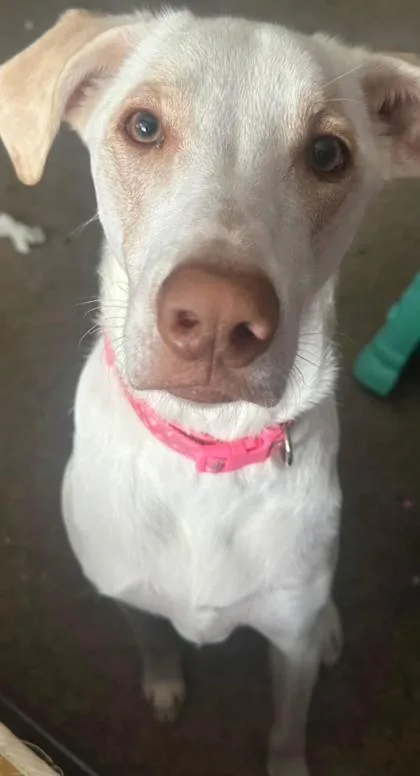 An adult medium-sized female Labrador Retriever dog named Willow for adoption in Buffalo, MN