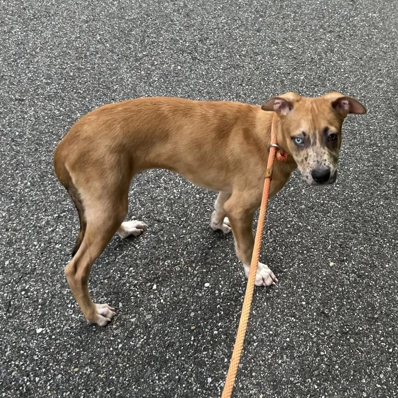 A baby small-sized male Brown / Chocolate Catahoula Leopard Dog dog named Arlo for adoption in Rockville, MD