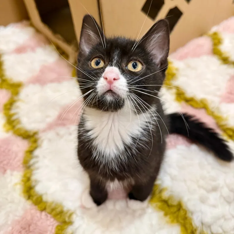 A baby small-sized male Black Domestic Short Hair cat named Luigi for adoption in Agoura Hills, CA