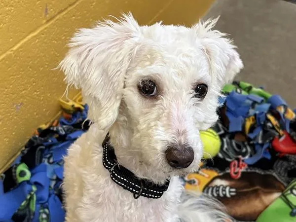 A young small-sized female Poodle dog named Emma for adoption in Portland, OR