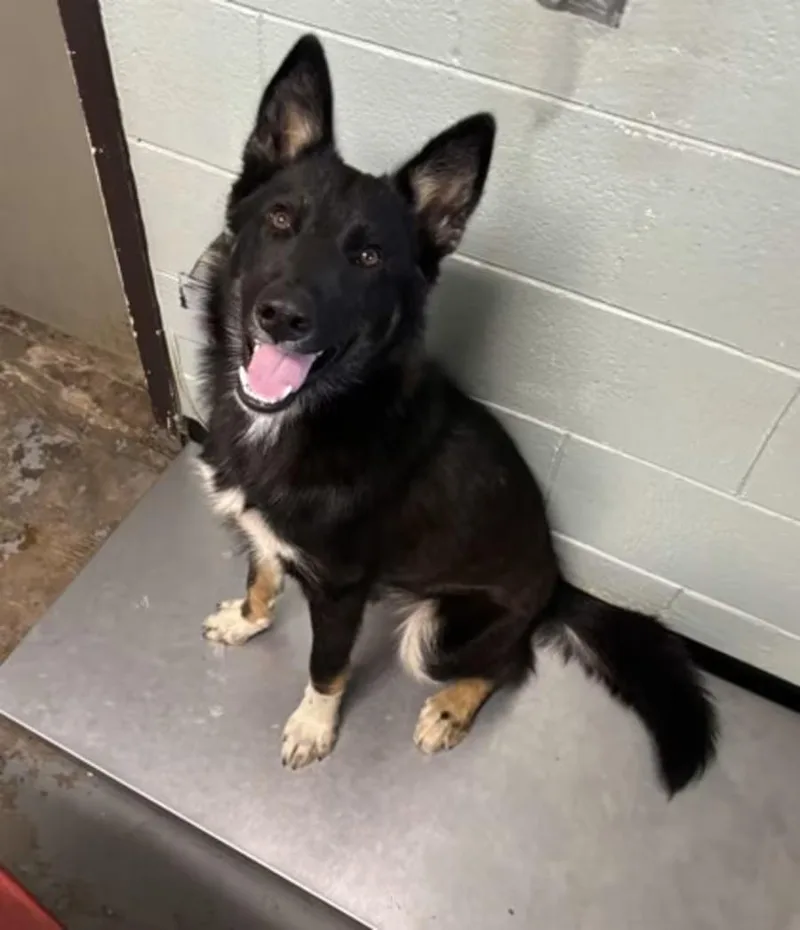 A young medium-sized male German Shepherd Dog dog named Valentino for adoption in Red Bluff, CA