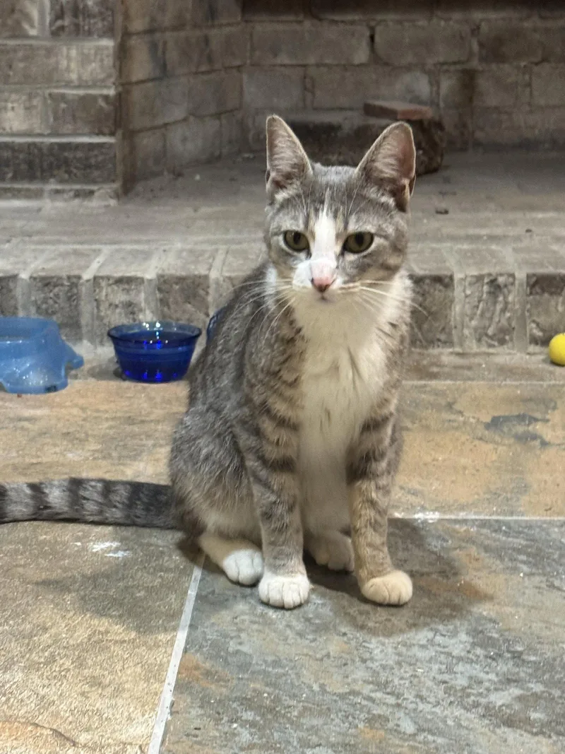 A young medium-sized female Gray & White Domestic Short Hair cat named Grace M for adoption in Trenton, NJ