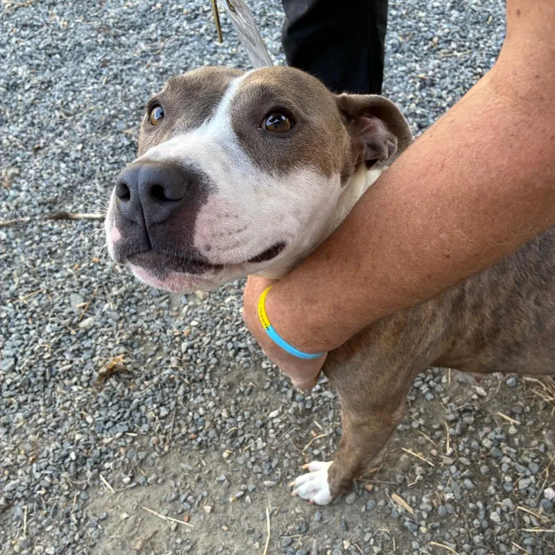 An adult medium-sized female Brindle Mixed Breed dog named Eleanor fka Big Momma for adoption in Fredericksburg, VA