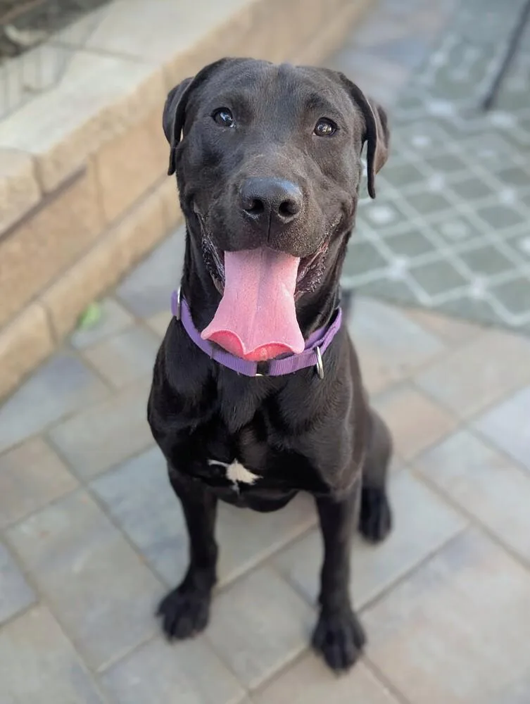 A young large-sized male Tricolor (Brown, Black, & White) Labrador Retriever dog named Guinness for adoption in Walnut Creek, CA