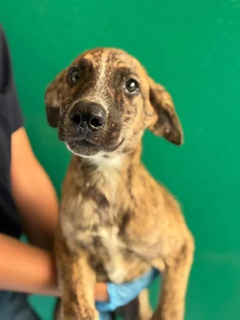 A baby small-sized female Australian Cattle Dog / Blue Heeler dog named A for adoption in Visalia, CA
