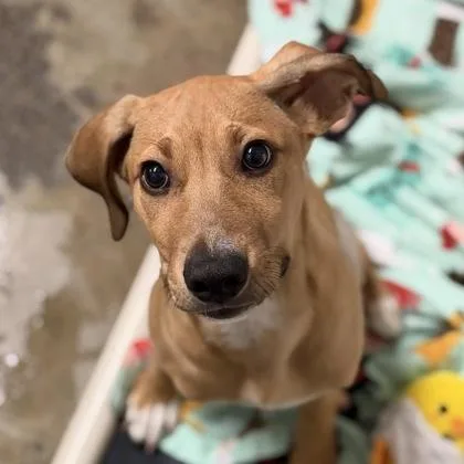 A baby large-sized male Yellow / Tan / Blond / Fawn Hound dog named Trapper for adoption in Sacramento, CA