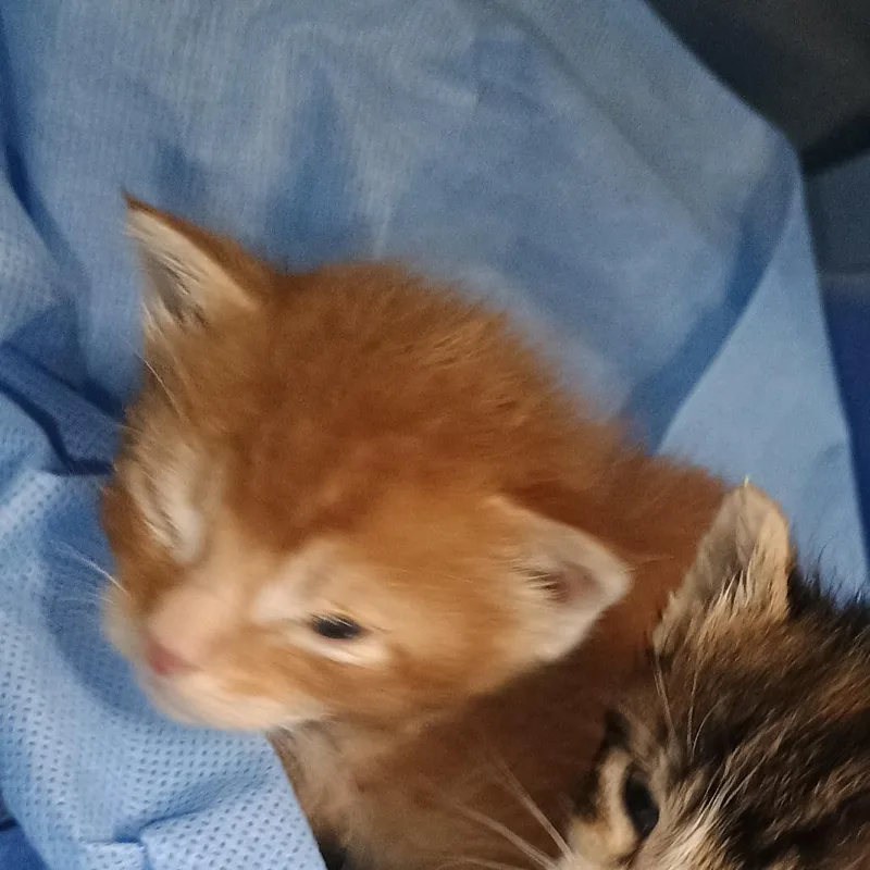 A baby small-sized female Orange / Red Domestic Short Hair cat named Reedy for adoption in Ardmore, OK