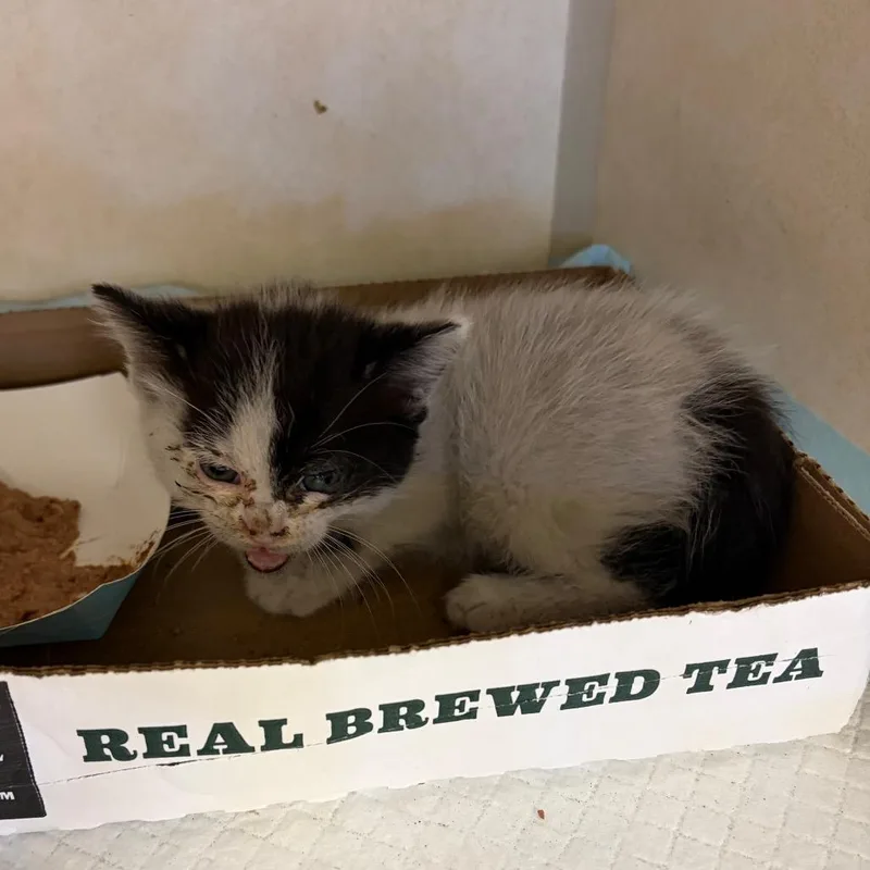 A baby small-sized female White Domestic Short Hair cat named Berry for adoption in Westminster, CA