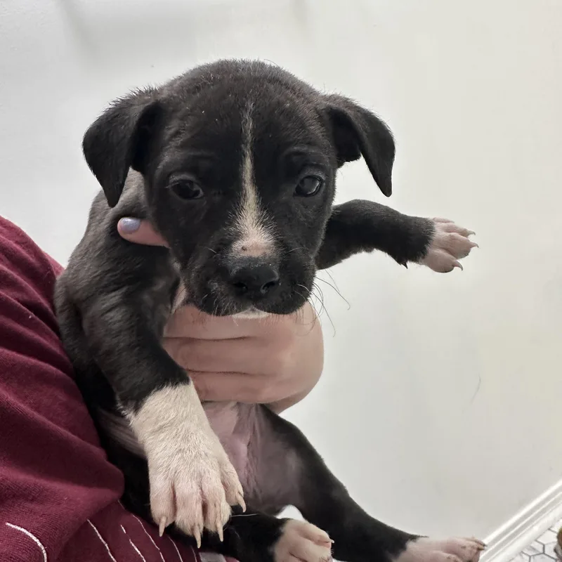 Queen Elizabeth “london’s Royal thumbnail 2