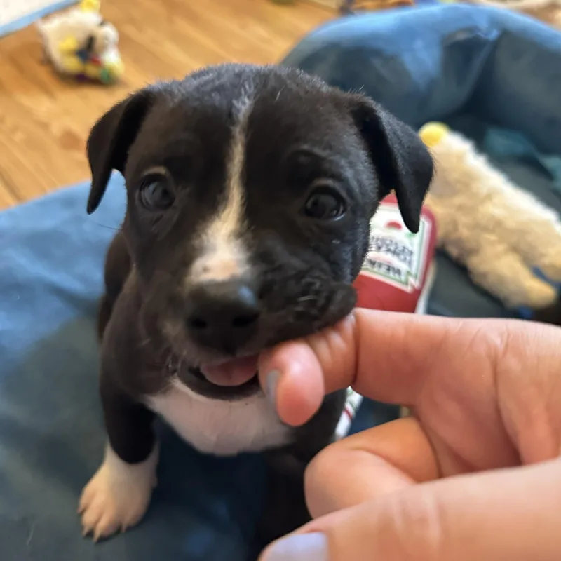 Queen Elizabeth “london’s Royal thumbnail 3