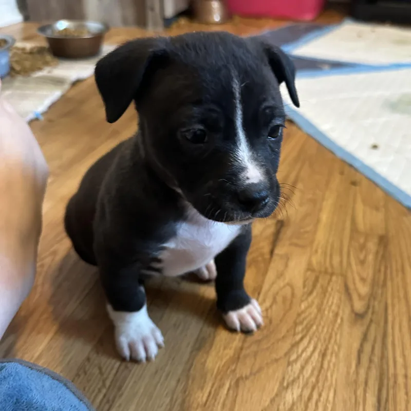 Queen Elizabeth “london’s Royal thumbnail 4