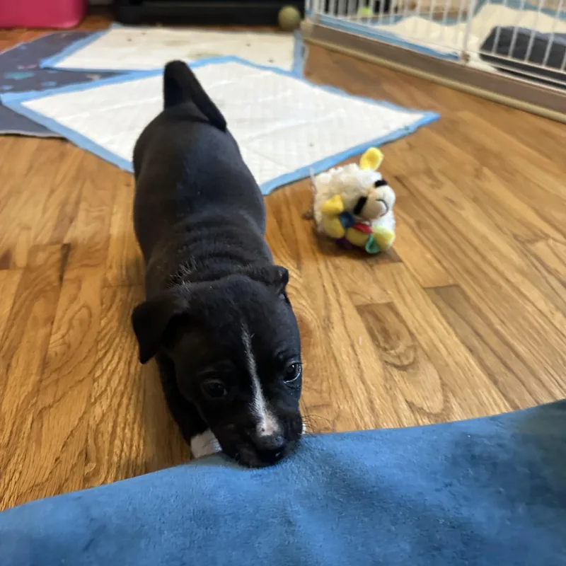 Queen Elizabeth “london’s Royal thumbnail 5