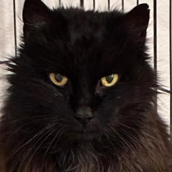 An adult large-sized female Black Maine Coon cat named Thea for adoption in Mira Loma, CA
