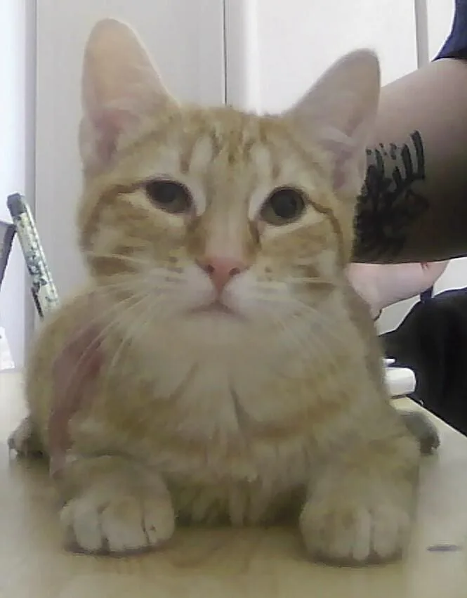 A baby medium-sized female Orange & White Domestic Short Hair cat named Riri for adoption in Anoka, MN